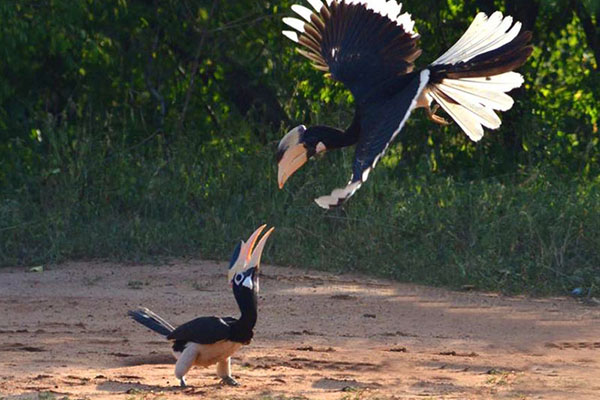 Kumana National Park Sri Lanka